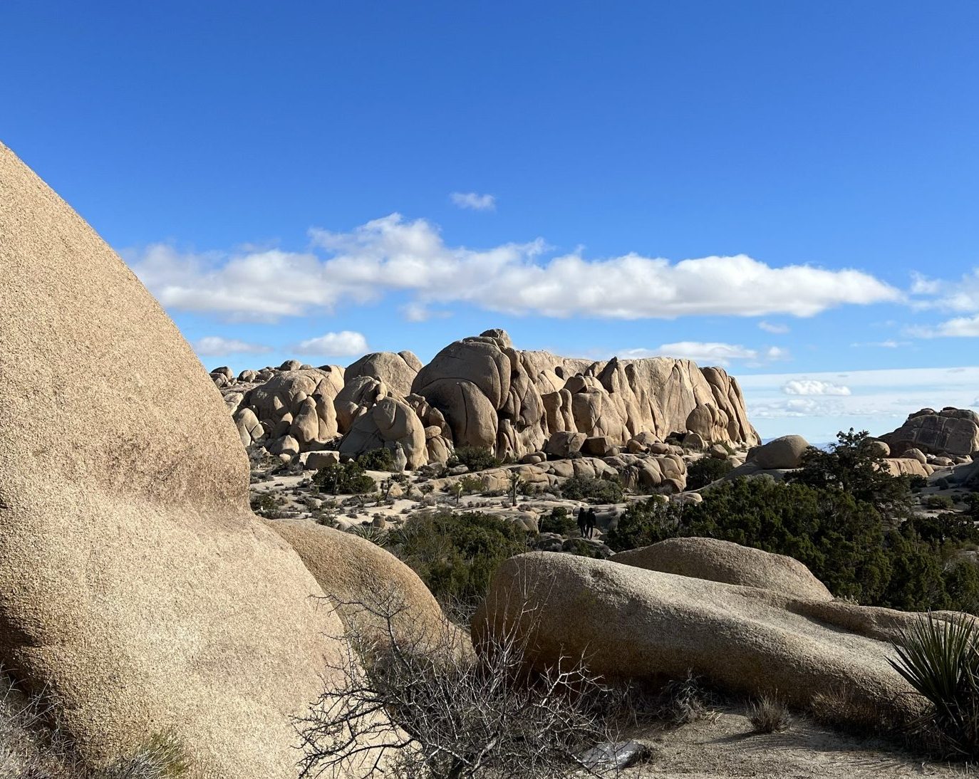 Important Tips For Visiting Joshua Tree National Park In The Winter