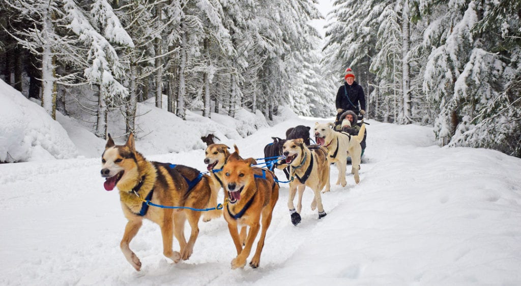 One of the greatest things to do in Whistler is dog sledding as it's one of the most popular Whistler winter activities among tourists